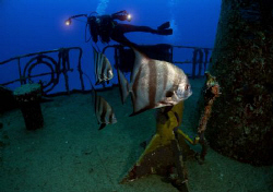 An underwaterphotographer taking a picture of Atlantic Sp... by Juan Torres 
